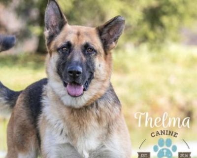 Thelma - German Shepherd Dog Female Dog for Adoption