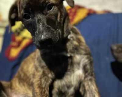 Octavia - American Staffordshire Terrier/American Pit Bull Terrier Mix Female Puppy for Adoption
