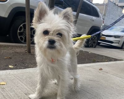 Meet Frannie, a 2-year-old Westie mix weighing just 8 pounds and overflowing with charm. This tiny girl is bubbly, affectionate, and ready to make friends with everyone she meets. She gets so excited meeting new people that it's impossible not to smile around her. Frannie is house-trained and does well with other dogs, always polite and respectful during introductions. Sweet, social, and full o...