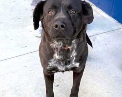 Adult. Black - with white. Bringing grace to your life! GRACE NEEDS A FOSTER OR FOREVER HOME!!!! Name: Grace Best Guess for Breed: Lab and shepherd mix Best Guess for Age: 5 years as of November 2025 SEX: Female Approximate Weight: 50 lbs Gets Along With: Other dogs! We haven't seen her with cats or kids but we are happy to discuss integration techniques with any potential adopters! Currently L...