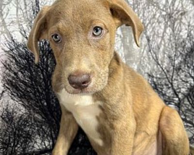 Canary - Weimaraner/Labrador Retriever Mix Female Puppy for Adoption