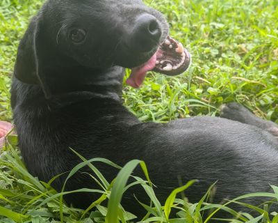 Goodie- A Soul Puppy Waiting For You - Black Labrador Retriever Mix Male Dog for Adoption