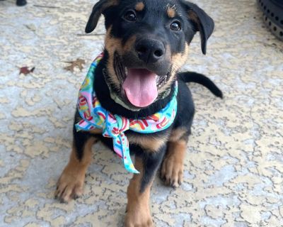 Benson is a fun, adventurous Rottweiler / Shepherd mix that weighs 18 lbs. He is estimated to be around 75-80 lbs once he is full grown. Benson is best described as playful, fun-loving, and an all around happy pup. Benson absolutely loves the outdoors. Whether he s chasing squirrels, exploring new trails, or splashing around in the water, he s happiest when he s adventuring. He s also a smart a...