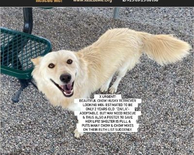 Courtesy Posting: X URGENT at MESA, AZ- ID #A5150648 - MARICOPA COUNTY ANIMAL CARE (EAST VALLEY) -BEAUTIFUL CHOW HUSKY RETRIEVER LOOKING MIX- estimated to be only 2 years old 'ZAYLA'- ADOPTABLE, BUT MAY NEED RESCUE AND THUS ALSO A FOSTER TO SAVE HER LIFE! SHELTER IS FULL and puts many chow and chow mixes on their euth list suddenly. Please help us find a good home or foster and rescue for this ...