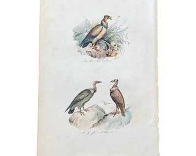 French Antique 18th Century "Le Griffon" Bird Engraving Hand Colored Signed Artwork