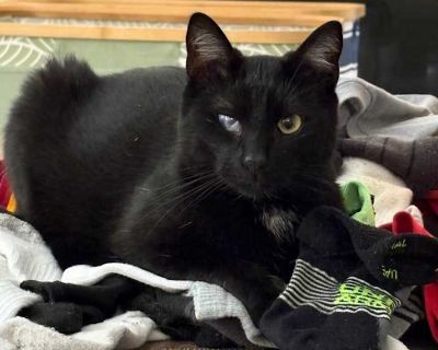 Lady - Domestic Shorthair Female Cat for Adoption