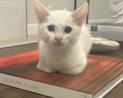 Queenie - Domestic Shorthair Female Cat for Adoption