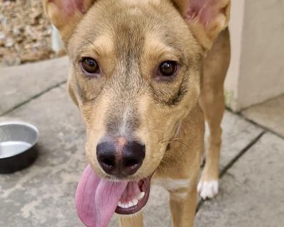 Meet Flacko ******Please note, once completing the initial screen you will be connected with the placement for a video chat. Transports run every few weeks and we will have the dog on the next available transport once approved. If you are not able to accept a dog until a specific time period, please apply at that time************ We are a volunteer run rescue and donate our time to these dogs. ...