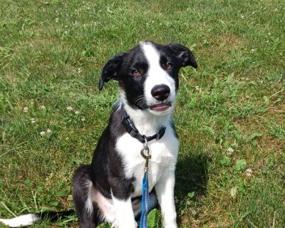 Whiskey - Border Collie Mix Male Puppy for Adoption