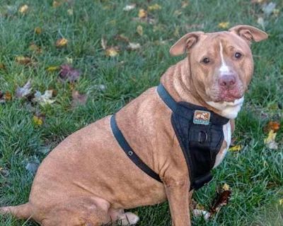 Papa Elf - American Pit Bull Terrier Male Dog for Adoption