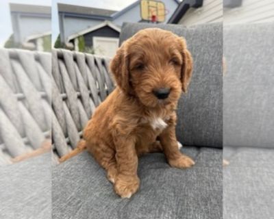Saint - Male Goldendoodle Puppy for Sale
