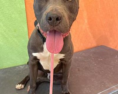 Rueben - Pit Bull Terrier Male Dog for Adoption