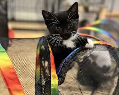 Venus - Domestic Mediumhair Female Cat for Adoption