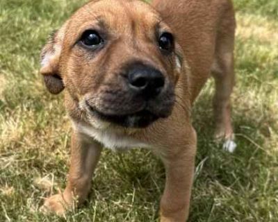 Evelyn sm - Black Mouth Cur/Labrador Retriever Mix Female Puppy for Adoption