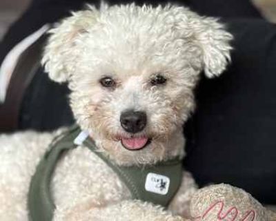 Daniel - Bichon Frise/Poodle (Standard) Mix Male Dog for Adoption