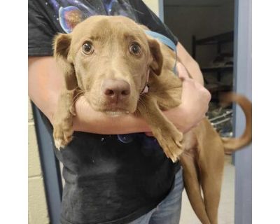 Ruby - available 9\/14 - Labrador Retriever/Mixed Breed (Medium) Mix Female Dog for Adoption