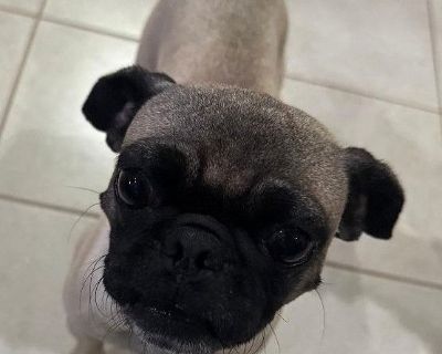 Hi there! My name is Button, and I'm looking for my forever lap! You might be wondering how a sweet little pug like me ended up looking for a new home. Well, I've had a bit of a rough start. I was found on the side of the road by animal control-ouch! They think I might've been hit by a car, but don't worry, I'm one tough cookie! I didn't break any bones, just had a few cuts that needed some sti...