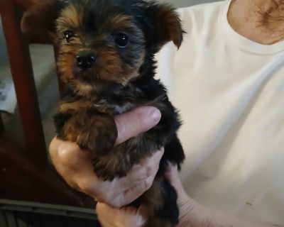 2 Male Yorkshire Terrier Puppies for Sale