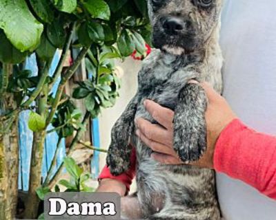 Dama - Mixed Breed (Medium) Female Puppy for Adoption