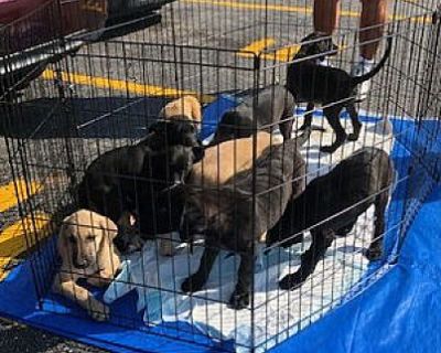 Puppies, Puppies - Labrador Retriever Puppy for Adoption