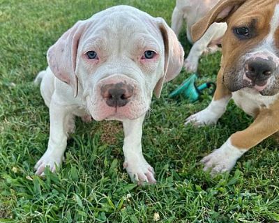 Colin - Pit Bull Terrier/Hound (Unknown Type) Mix Male Puppy for Adoption