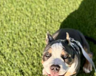 Nipsey - American Bulldog/American Pit Bull Terrier Mix Male Puppy for Adoption