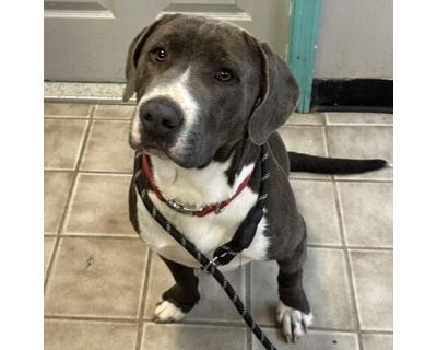 Rocky - Labrador Retriever/American Pit Bull Terrier Mix Male Dog for Adoption