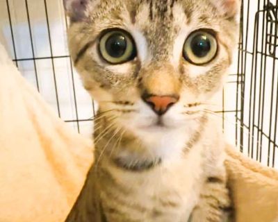 Charlie - Domestic Shorthair Male Kitten for Adoption