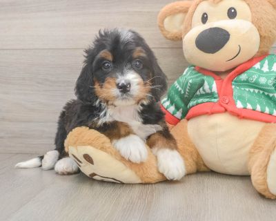 Meet Beyonce, our 5-week old Doodle Female Mini Bernedoodle Puppy. She is 4lb 8oz @ 5.9 weeks and estimated to grow to 30-50 lbs. Mini Bernedoodles are Playful. Age 5 weeks Birth Date 10/8/2025 Gender Female Current Weight 4lb 8oz @ 5.9 weeks Est Adult Weight 30-50 lbs Registry n/a Vaccinations Up-To-Date On All Shots Vet Inspection (inspected at 8 wks). Mini Bernedoodle Breed Info Puppies desi...