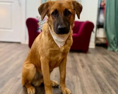 Jinu is one of those dogs that literally everyone who meets him falls for him. The widest variety of people have been completely smitten with this boy within 5 minutes of meeting him, I understand it but just know this- he is a bit of the heart stealing type. Why? Well goodness, the way he looks at you, his calm presence, his gorgeous coat, the innocence. It s the whole package- Jinu has it! Ta...