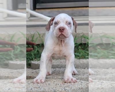 Male - American Bully Male Puppy for Sale