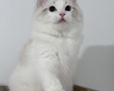 Show quality. Champion bloodlines. Neutered. Registered. Kitten Price Includes: *TICA Registration *All required vaccines in the first year *Spayed/Neutered *Sale Contract *Transition Food Sample/Toys. Seal Lynx Bicolor PRICE IS NOT NEGOTIABLE