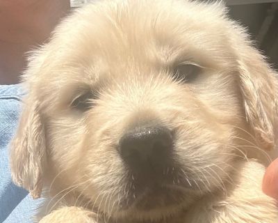 1 Male and 1 Female Golden Retriever Puppies for Sale