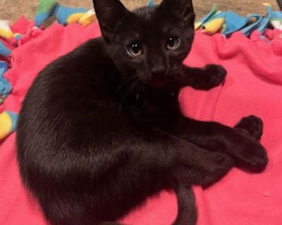 You can fill out an adoption application online on our official website. Let Tsunami ride the wave to your heart. Don't let those big green diamond eyes fool you; this kitten is an action star! Tsunami is pure energy, fueled by a strong desire to explore and a passion for mischief. He loves playing hard with his siblings and has an absolute obsession with hiding and ambushing his favorite wiggl...