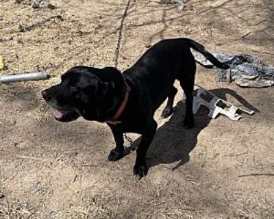 Draven - Labrador Retriever/Basset Hound Mix Male Dog for Adoption