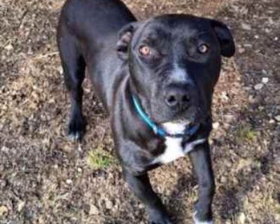 Charlie - Bull Terrier/American Pit Bull Terrier Mix Male Dog for Adoption