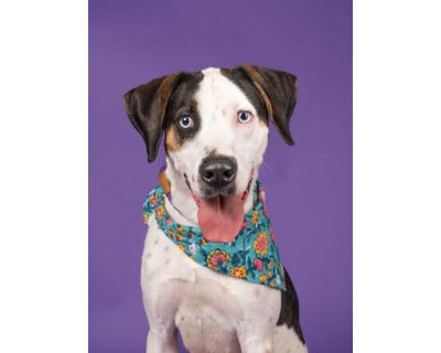 Sweet boy - Coonhound/Mixed Breed (Medium) Mix Male Dog for Adoption