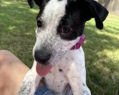 Paisley - Australian Cattle Dog / Blue Heeler & Terrier Mix Female Puppy for Adoption