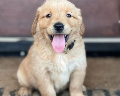 6 Male and 2 Female Golden Retriever Puppies for Sale