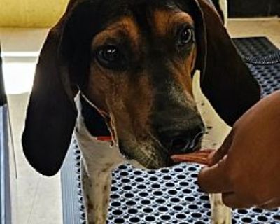 Noel - Treeing Walker Coonhound Male Dog for Adoption