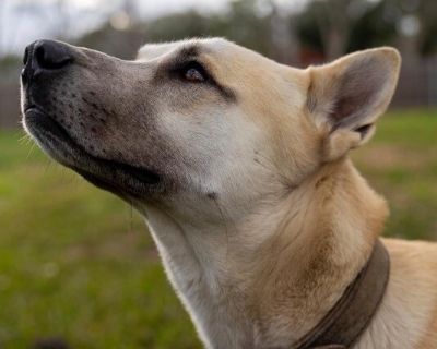 Jules Bordet English - Shepherd & Labrador Retriever Mix Male Dog for Adoption