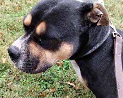 Clara - American Bulldog Female Dog for Adoption