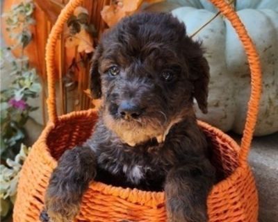 Max - Male Doodle-Goldendoodle Mix Puppy for Sale