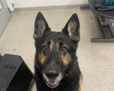 Cheeky Zeke - German Shepherd Dog Male Dog for Adoption