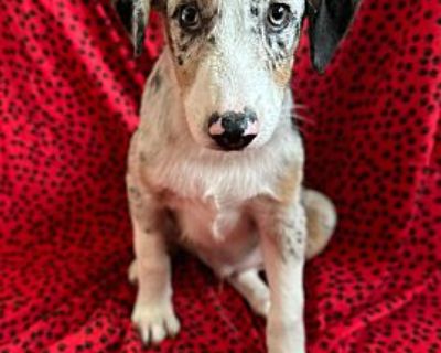 CHANDLER - Australian Shepherd Male Puppy for Adoption