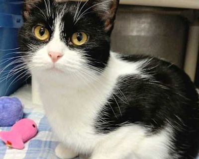 Shots current Spayed / Neutered. Breed Domestic Shorthair Color Age 1 year 2 months old, Young Sex Female Pet ID S-11699 Hair Length short