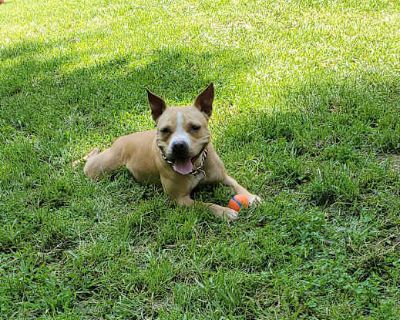 Daisy - American Staffordshire Terrier Female Dog for Adoption