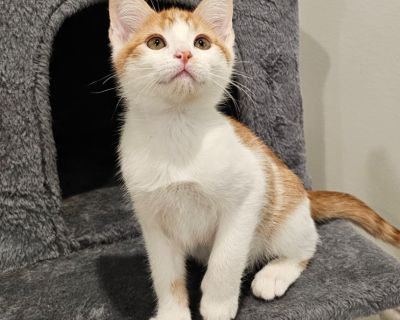 Available through Humane Society of Northern Utah email: 1adoptions@gmail.com Telephone: (801)-648-2719. Health Vaccinations up to date, spayed / neutered.. Kitten Male Small