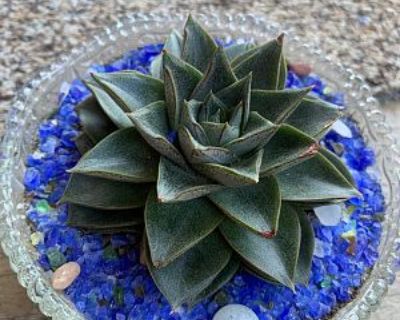 Succulent/plant/cactus sale