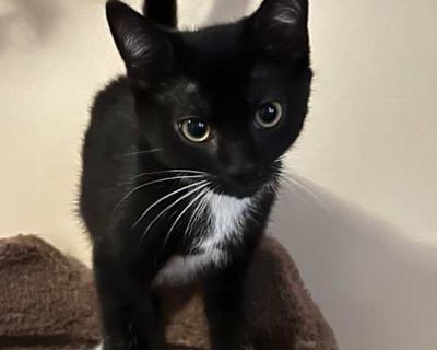 Midnight - American Shorthair Male Cat for Adoption